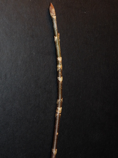 {Aesculus glabra}
